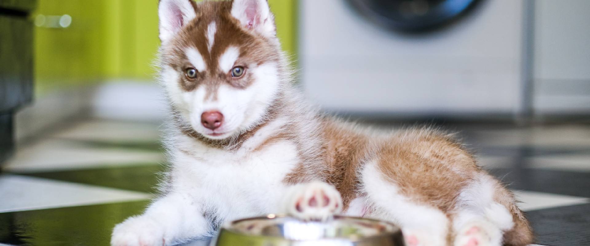 Husky food clearance puppy